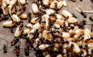 Ant colony close-up showing worker ants and larvae