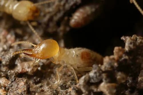 Termite close-up showing worker termites in a Melbourne home
